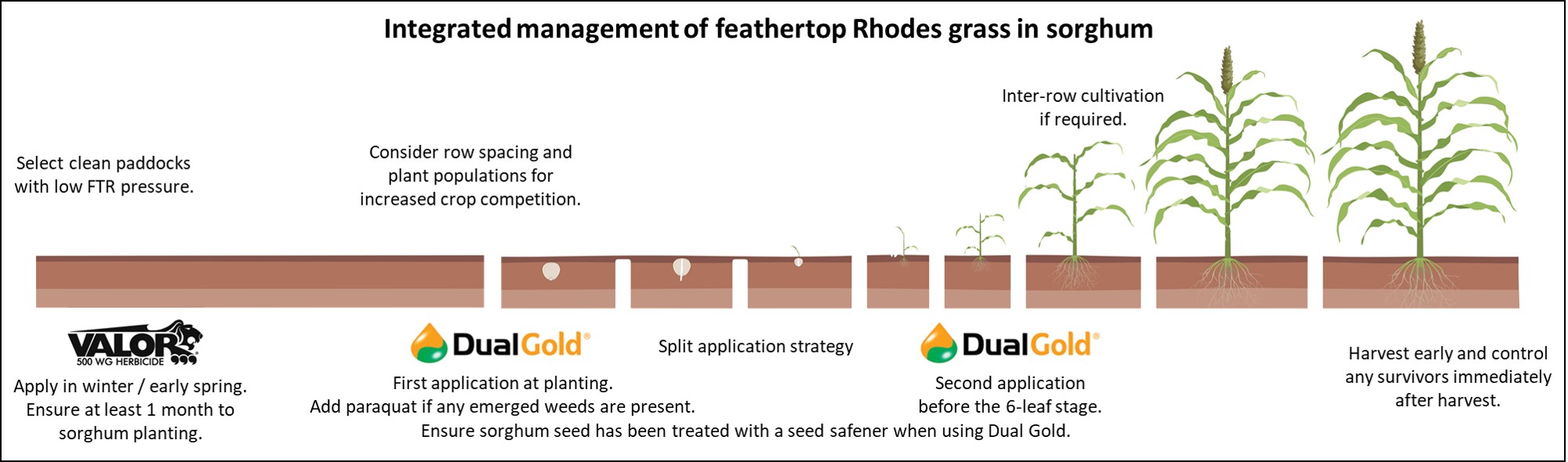 image of FTR sorghum