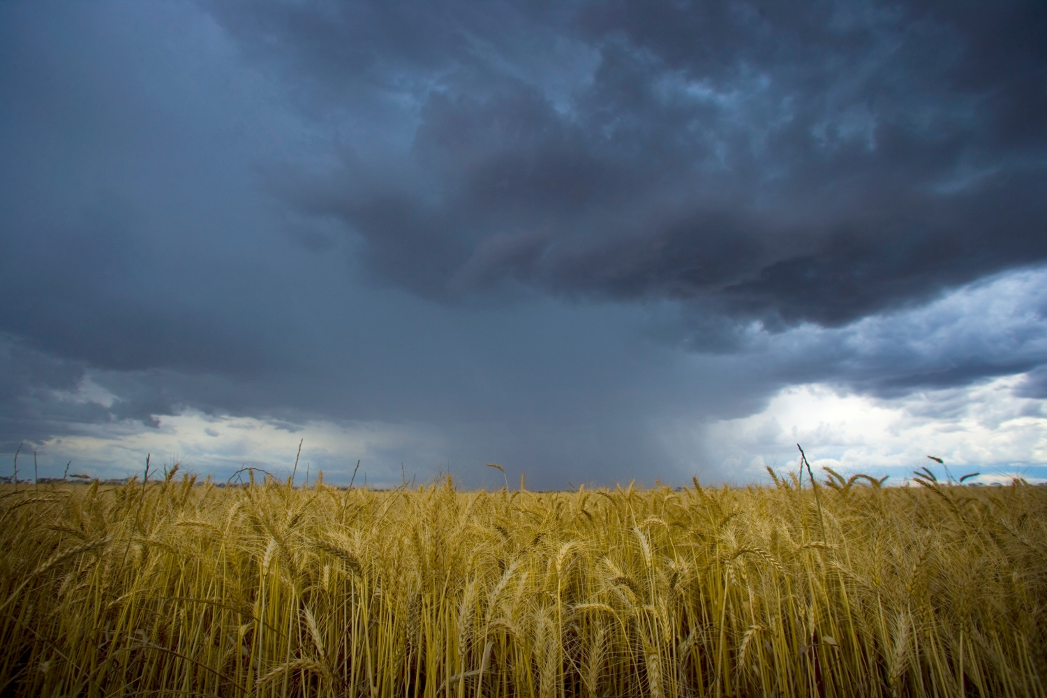 image of rain during harvest 