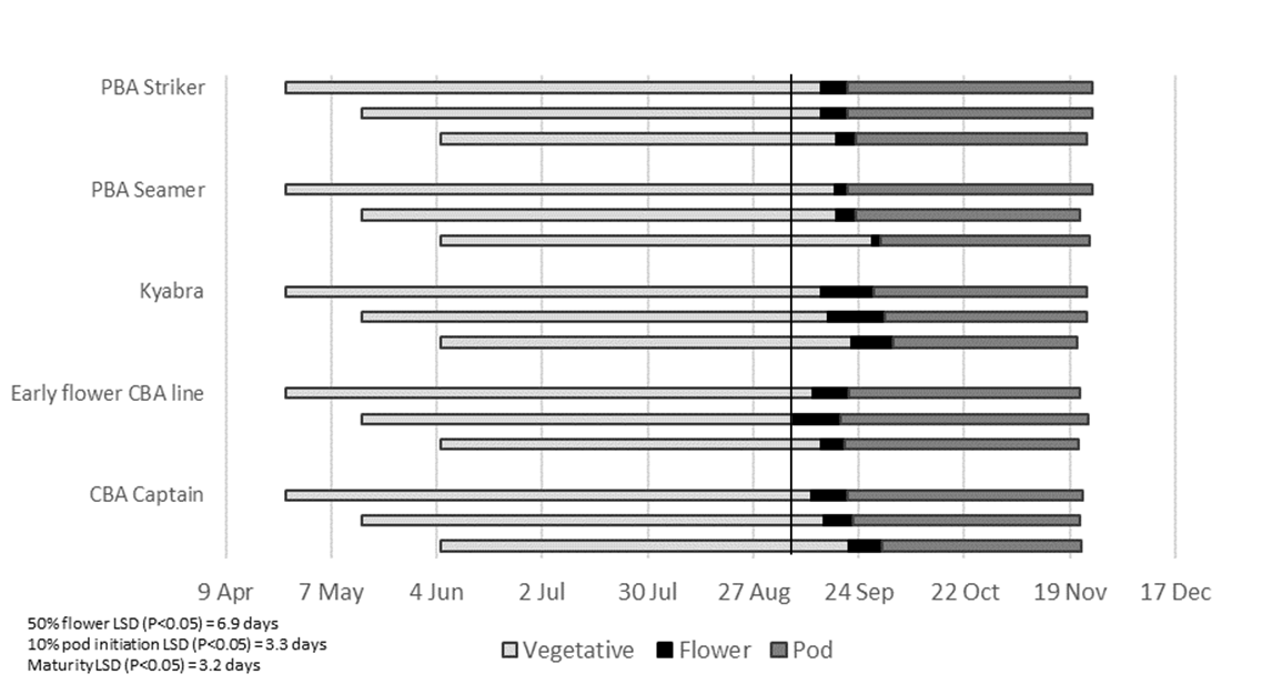 Bar graph showing phase development of four commercially released cultivars and an early flowering genotype at Wagga Wagga in 2020 at three sowing dates.  Vertical line represents the date at which average air temperature rose above 15°C on 6 September.