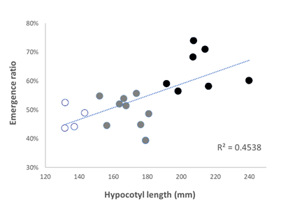 The scatter graph with line of best fit shows the close relationship between hypocotyl length measured in controlled lab conditions and effective field emergence from deep (50 mm) relative to conventional (20 mm) sowing depths for 20 international varieties averaged across seven field experiments in NSW and WA in 2021 and 2022. White circles denote historic Australian varieties with short hypocotyls, grey circles denote overseas varieties with intermediate hypocotyl lengths, and black circles denote long hypocotyl overseas varieties.