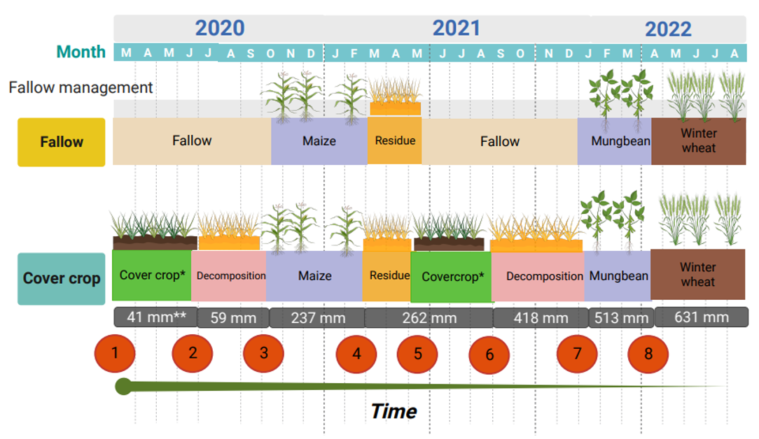 Schematic representation of the crop-fallow systems showing the time of cover crop sowing, termination, and the sowing and harvesting of the grain crop.