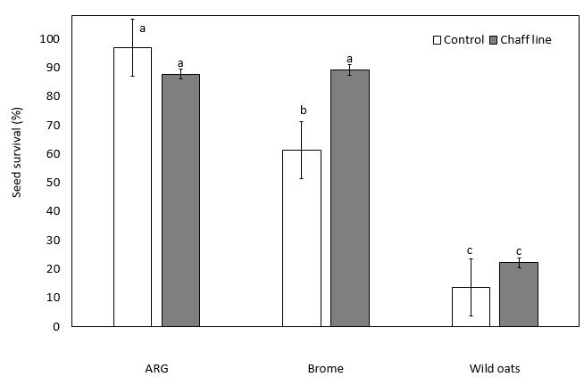 This is a column graph showing the rate of survival of weed seeds placed under a wheat chaff line compared to a non-chaff line treatment. Again, there was significantly higher seed survival for brome in the chaff line treatment compared with the control treatment, but there was no significant difference between chaff line and control for the other 2 species. 