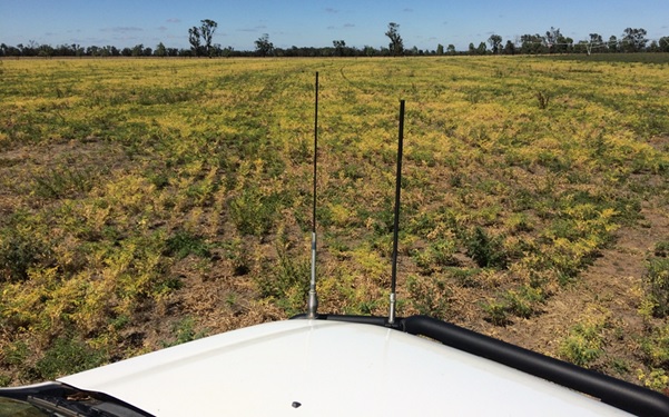 Image of yellowing chickpea crop in the South-East of South Australia in 2017, with poor vigour and patches of premature senescence, which are symptoms of root disease. The roots were assessed as part of the National Pulse Root Disease Survey and contained multiple pathogens, including Phytophthora megasperma, a likely cause of the observed rapid die-back.