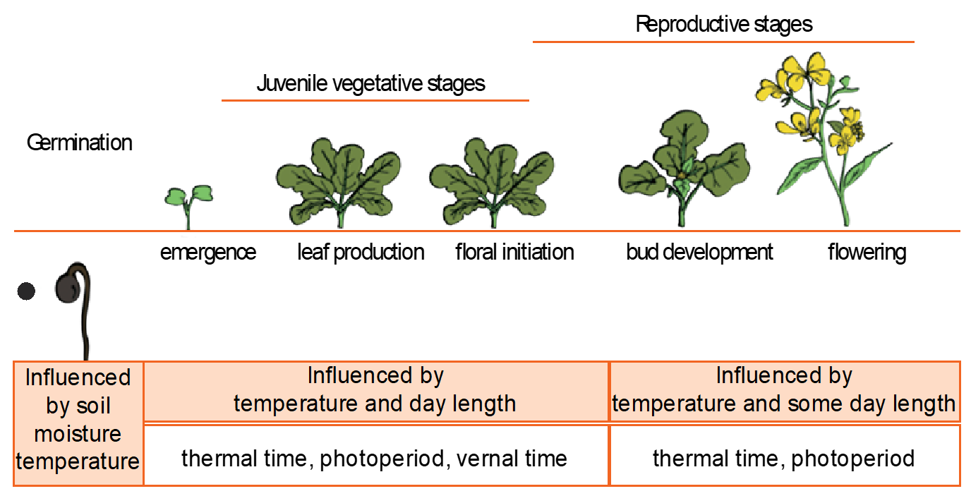 Diagram showing growth stages for canola and the dominant environmental signals that influence growth in each stage