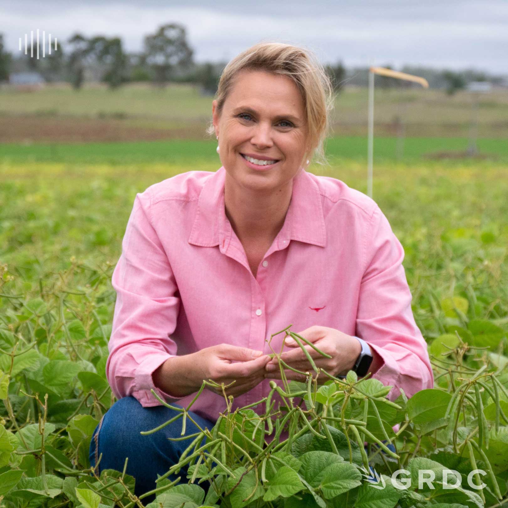Managing fusarium wilt in mungbeans