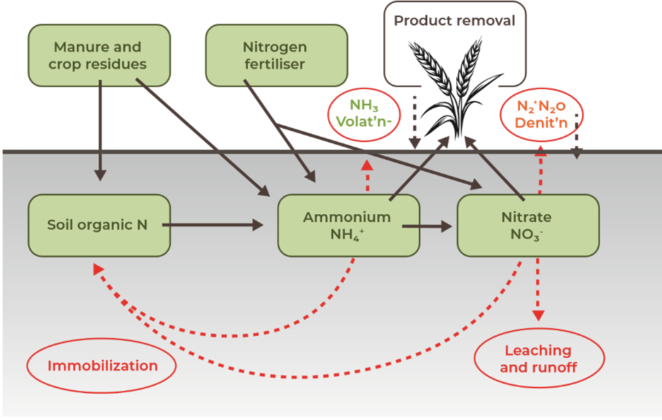 This diagram shows the simplified nitrogen cycle showing the inputs and pools of nitrogen, along with loss and transfer pathways in red dashed lines (International Plant Nutrition Institute). (Volat'n = volatilisation; Denit'n = denitrification). Gaseous N can redeposit.
