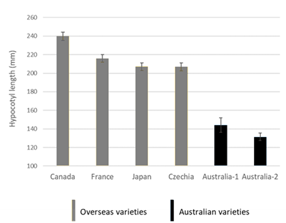 This column graph shows the hypocotyl length of four overseas canola varieties (grey bars) selected as long hypocotyl trait donors to two vigorous Australian varieties (black bars). Error bars denote standard error of each variety mean.