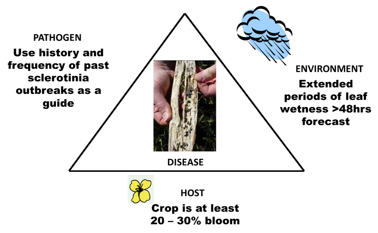 Diagram showing the factors that drive the development of sclerotinia stem rot.
