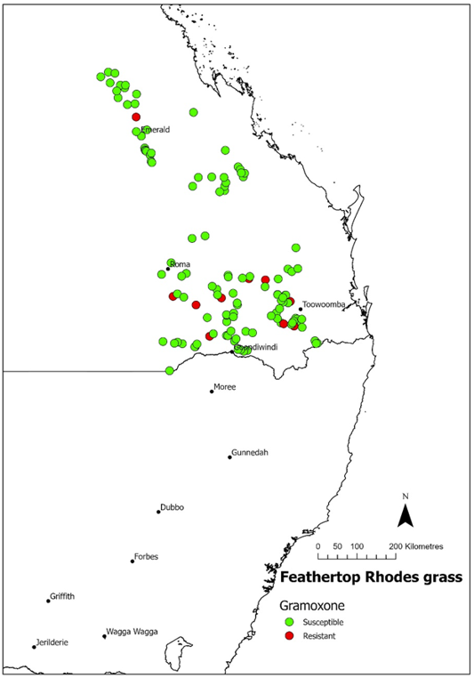 Map showing incidence of paraquat resistance in feathertop Rhodes grass populations collected as part of a 2020 random field survey.