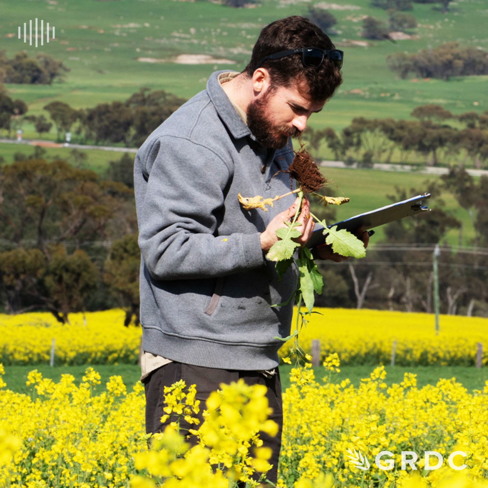 Managing green peach aphids and the emerging turnip yellows virus risk in canola
