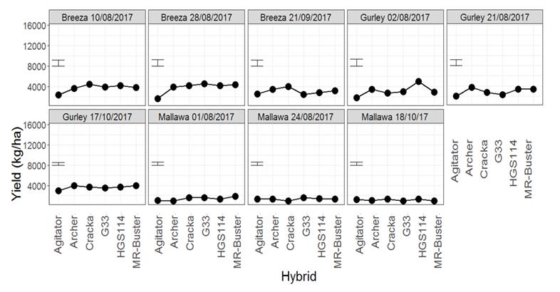 This is a set of line graphs showing grain yield resulting from the interaction of sowing time, trial location and hybrid. Nine hybrids were included in the experiments with the expectation that there may be some difference in genotype cold tolerance. However this was not seen, in this season.
