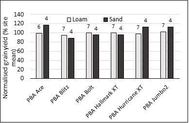 Figure 3. Column bar graphs showing the average grain yield for selected commercial varieties as clustered by soil type for years 2017-2020 (Source: NVT Online, Willamulka NVT and Melton PBA yields used for loam cluster, sandy soil cluster yields from Trengove Consulting trials), number above bar shows number of trials variety is present.