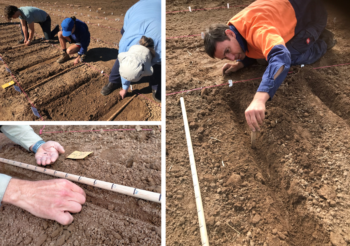 Photos from single-row establishment experiments carried out at the Boorowa Agricultural Research Station in 2021 and 2022. Each seed was placed carefully in a specified position at 20mm or 50 mm depth, and then monitored closely until the fourth leaf stage. Photo: John Kirkegaard