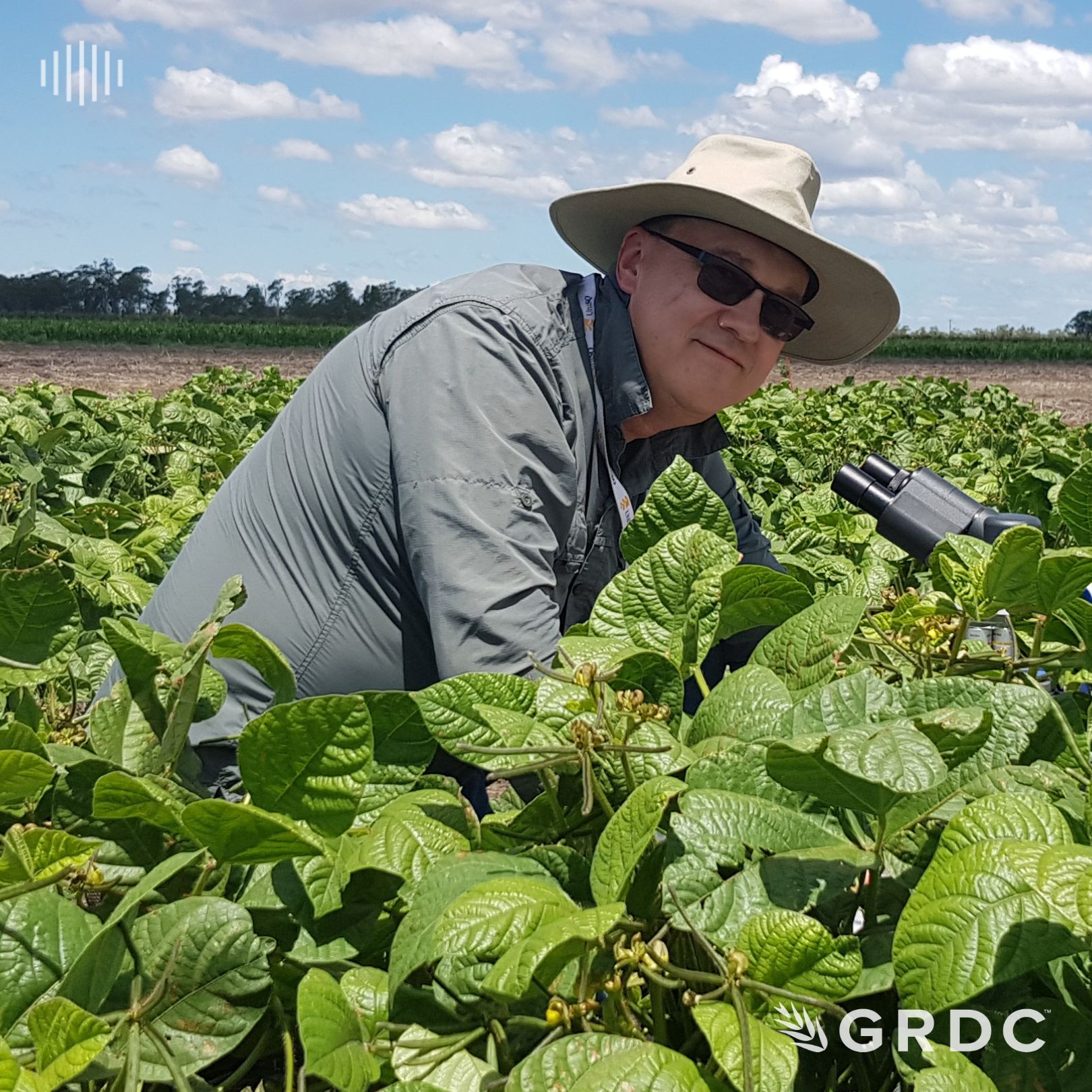 AFREN podcast series – Mung bean powdery mildew; fungicide sensitivities and management for Queensland growers (2/3)