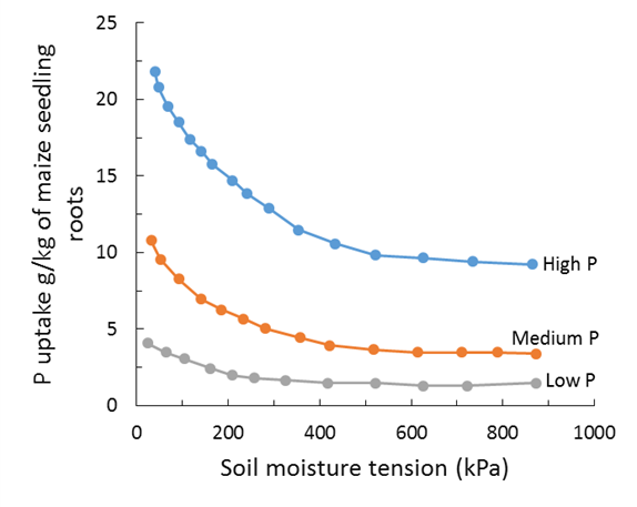 This line graph shows phosphorus uptake in roots of maize to different soil moisture and soil phosphorus levels (Olsen et al 1961).
