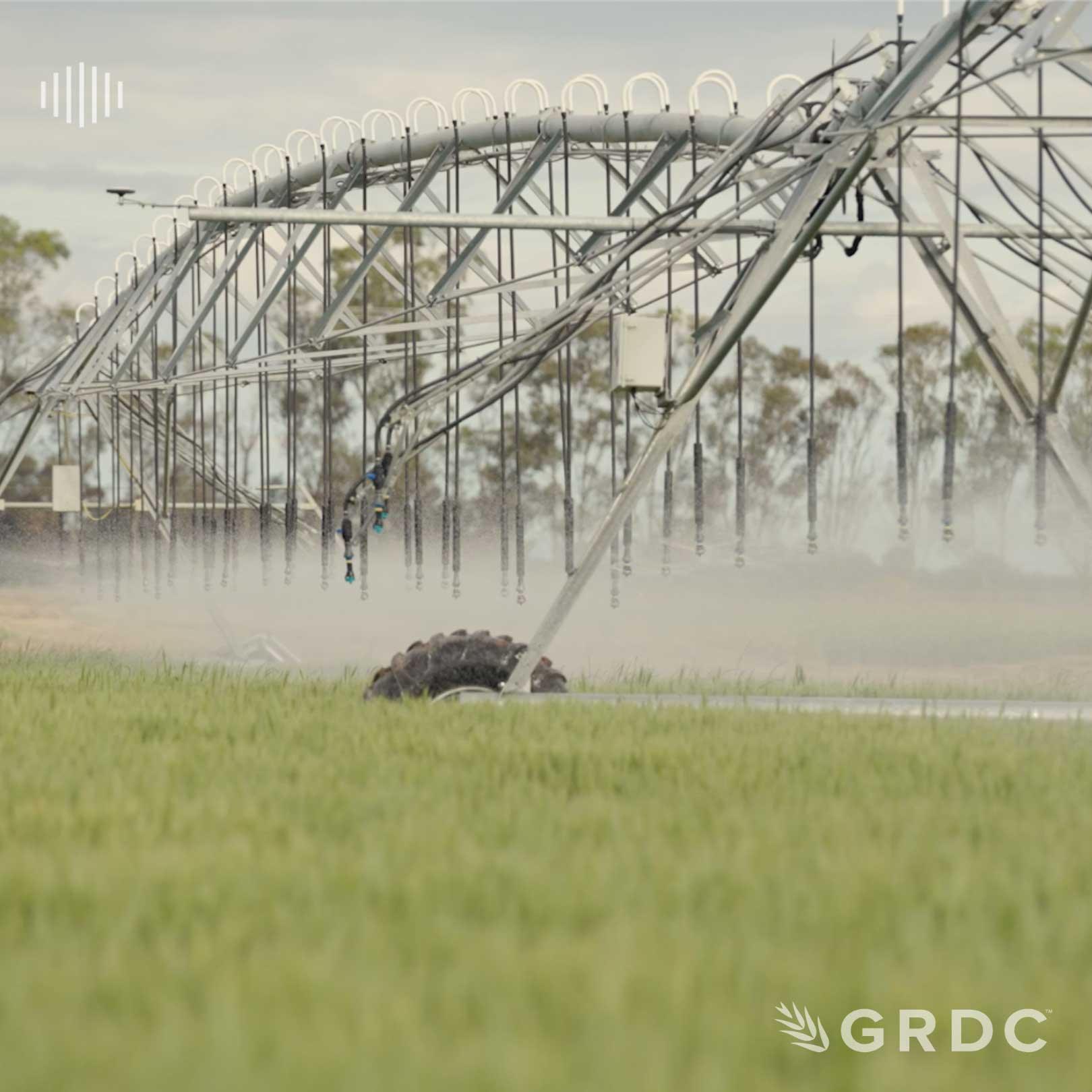 Optimising irrigated grains