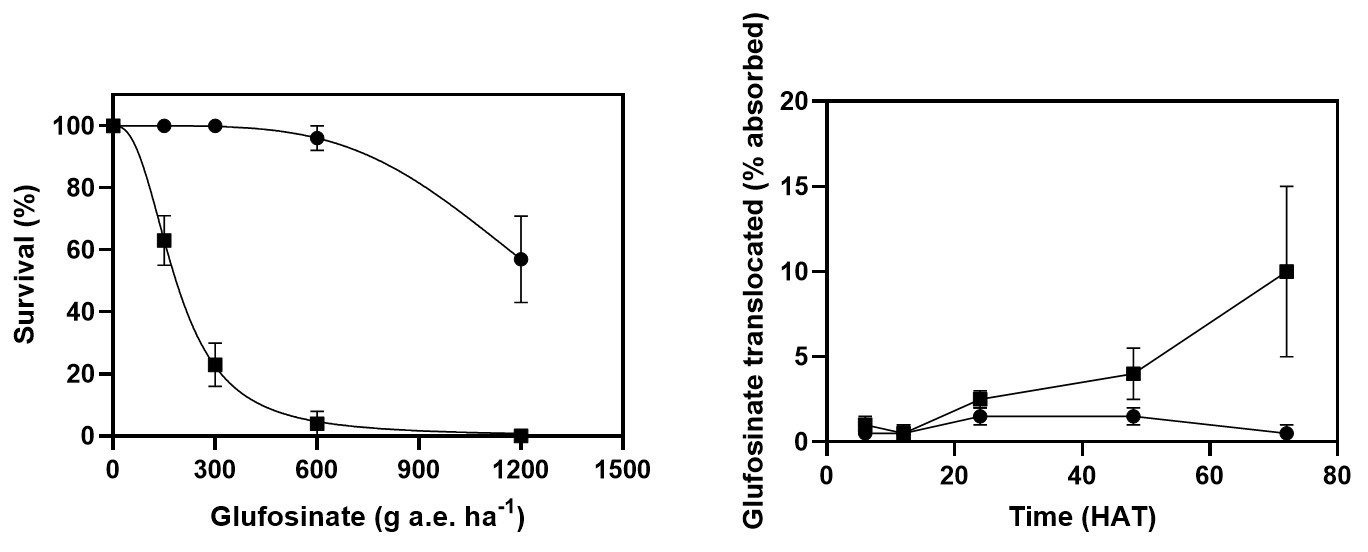 Left – survival of wild radish treated with glufosinate grown under controlled conditions at two temperatures of 5/10oC (circles) or 20/25oC (squares). Right – translocation of glufosinate from the treated leaf to the rest of the plant in wild radish at two temperatures of 5/10oC (circles) or 20/25oC (squares). From Kumaratilake and Preston 2005.