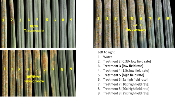 Three photos showing Tebuconazole applications at different rates vs BGYR Isolates (BGYR, BGYR+ and BGYR+A+,), where treatment 3 and Treatment 5 are recommended low and  high field rates respectively.