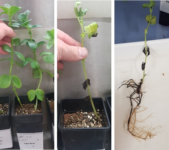 First image shows faba bean seedlings grown in a controlled environment without pathogen. Second image shows a seedling exhibiting symptoms after being inoculated with Fusarium avenaceum from faba bean grown in South-East South Australia in 2019. Third image shows the root symptoms of the inoculated seedling