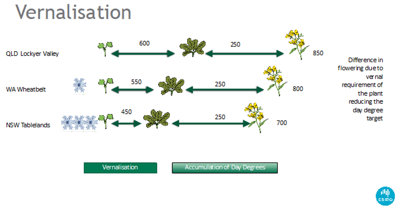 Diagram showing the influence of different rates of vernal accumulation from three sites across Australia on canola flowering time