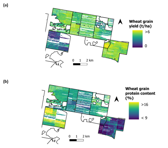 Two maps showing spatial variation of (a) wheat grain yield, and (b) wheat grain protein content across a northern New South Wales farm.