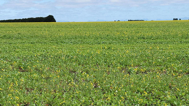 Image of a canola field in Victorian paddock.