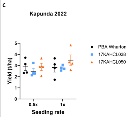 Performance of two herbicide tolerant field pea lines compared to the susceptible variety PBA WhartonA in field trials at Mallala (A, B) and Kapunda (C) in 2022. No significant effect of seeding rate was detected in a 2-way ANOVA. Genotypic differences marked with asterisks are significant at p<0.05 (*), p<0.01 (**), p<0.005 (***) and p<0.0001 (****) (Tukey’s multiple comparisons test).