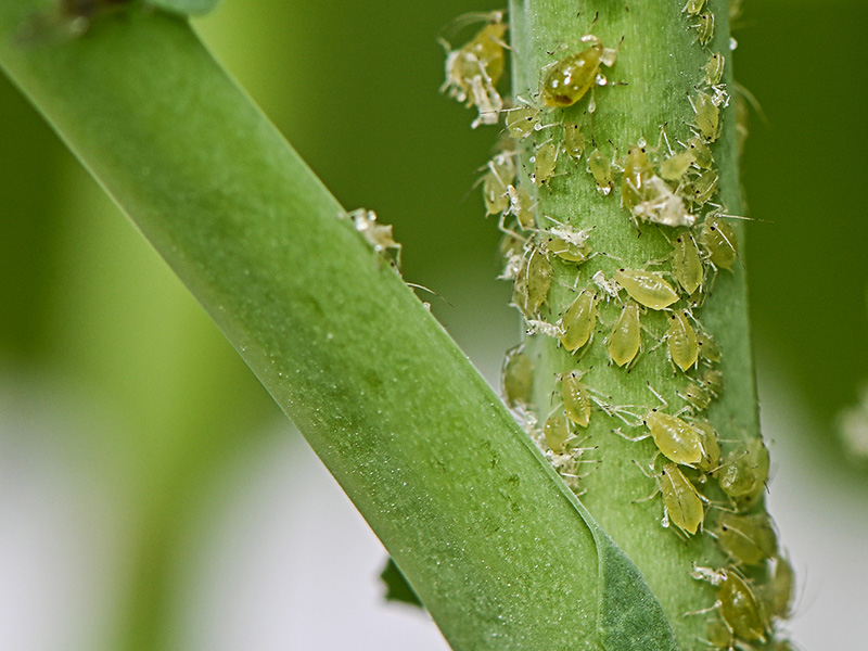 Image of a canola stem infested with green peach aphids.