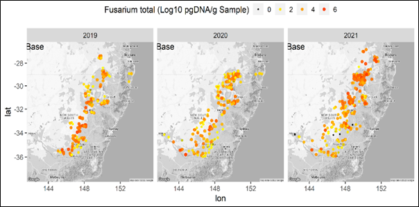 Figure 2 is three maps of eastern Australia showing levels of Fusarium crown rot within the base of randomly surveyed winter cereal crops (2019 to 2021) as assessed using quantitative PCR of pathogen DNA levels. Map from collaborative surveys conducted with Dr Andrew Milgate and Brad Baxter, NSW DPI Wagga Wagga.