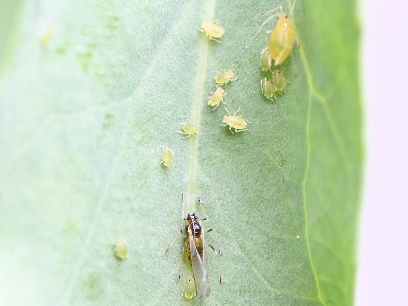Image of green peach aphids feeding on canola.