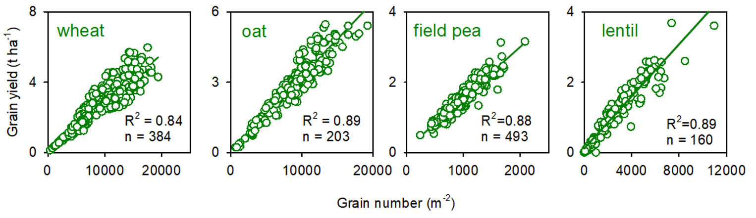 Crop yield is primarily related to grain number. Source: Sadras 2021