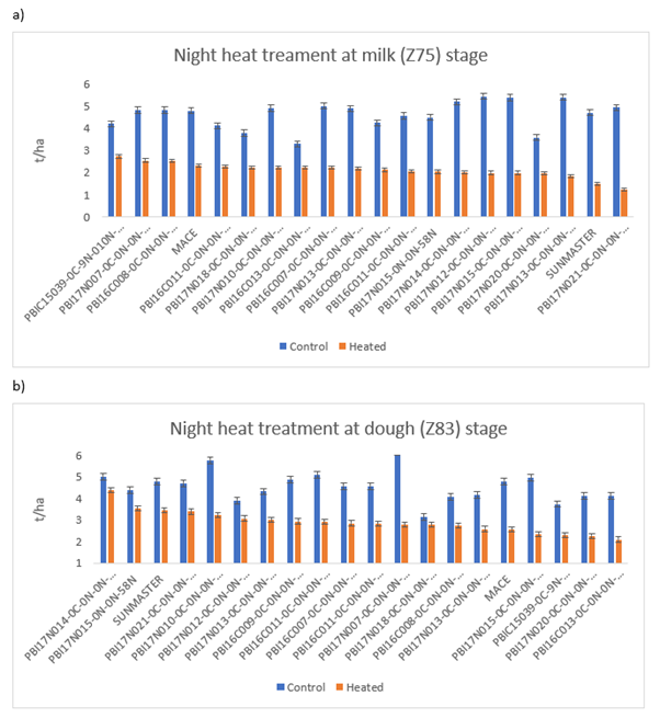The two bar graphs show the grain yield (t/ha) for night-time heat treatment of 18 breeding lines, Mace , and Sunmaster  at the a) milk (Z75) and b) dough (Z83) growth stages in Narrabri during 2023. Genotypes are ranked from highest to lowest yield based on performance under heat treatment. Vertical error bars represent the standard error.