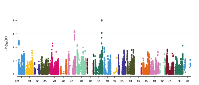 The colourful Manhattan plot showing the significant grain yield QTL detected with the MetaGWAS analysis that uses the late time of sowing (TOS2) in all environments. The x-axis indicates genomic locations on different chromosomes, while the y-axis represents the statistical significance of associations between genetic markers and heat tolerance.