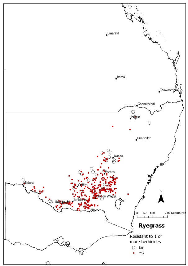 Map of NSW and Qld showing ryegrass populations susceptible to all tested herbicides (open circles) or resistant to one or more herbicides (red/darker squares)