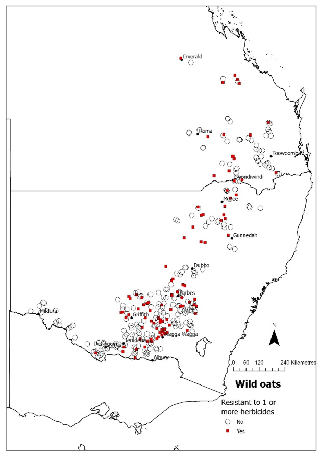 Map showing wild oat populations susceptible to all tested herbicides (open circles) or resistant to one or more herbicides (red/darker squares) in Qld and NSW