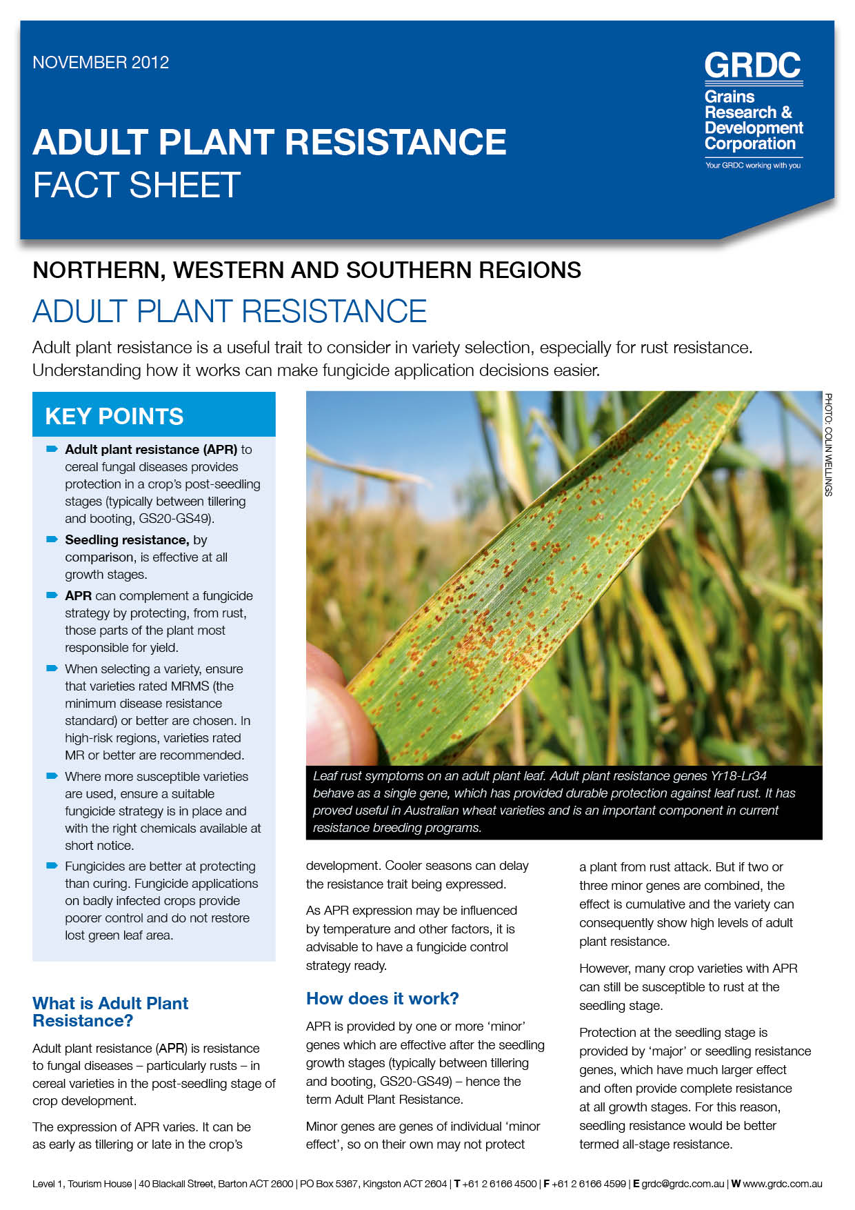 An image of the Adult Plant Resistance Fact Sheet