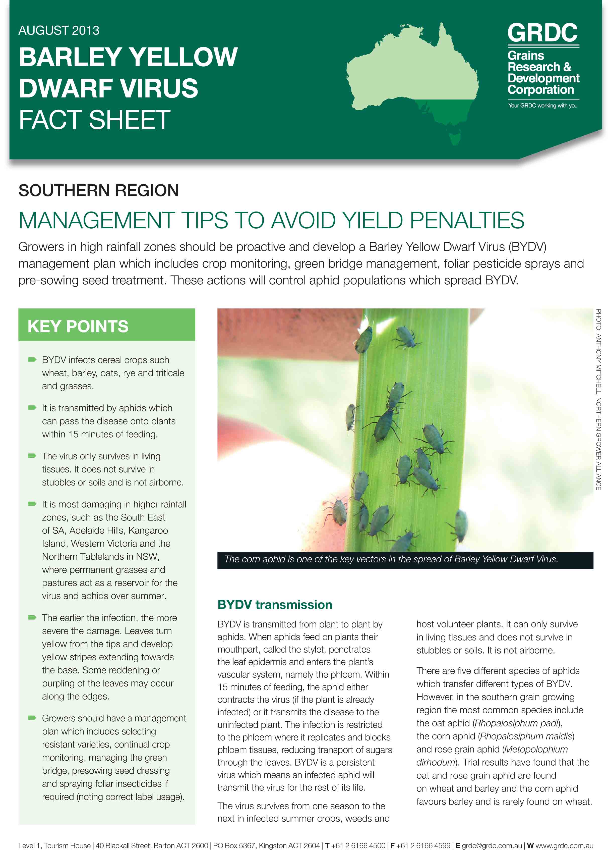 Cover page of the Barley Yellow Dwarf Virus fact sheet - Management tips to avoid yield penalties