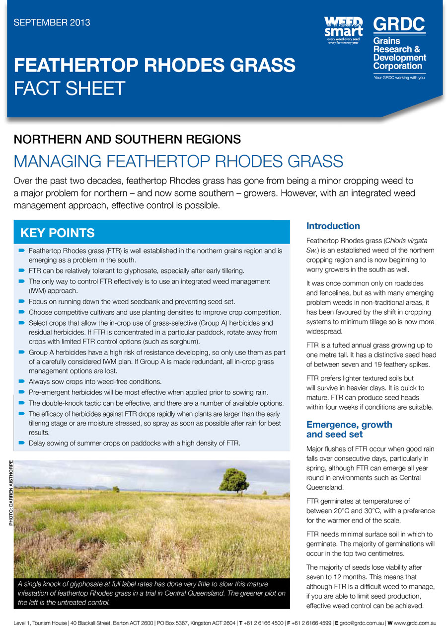 Feathertop Rhodes Grass Fact Sheet cover page
