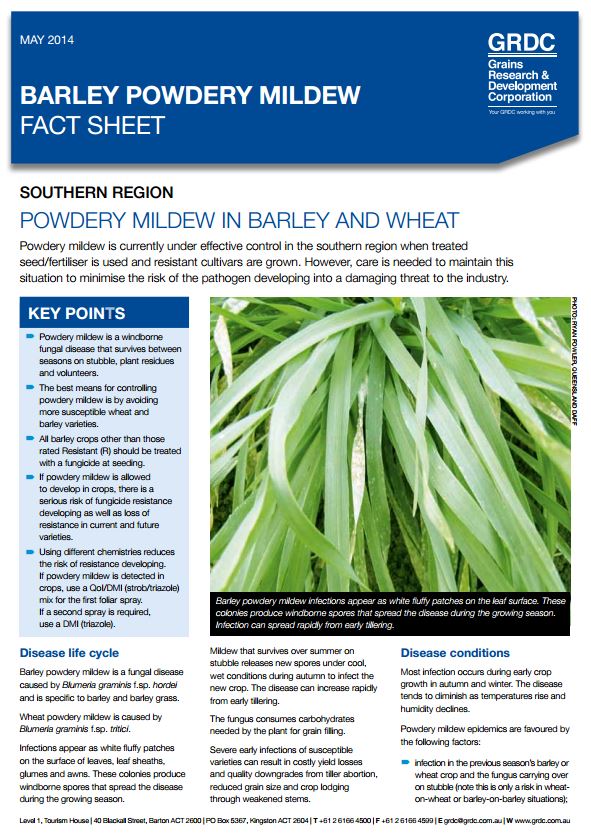 Powdery mildew in barley and wheat