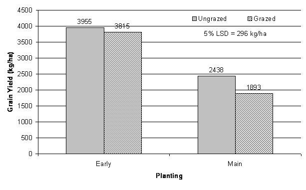 Figure 2: Effect of planting time and grazing on grain recovery of barley (averaged across varieties)