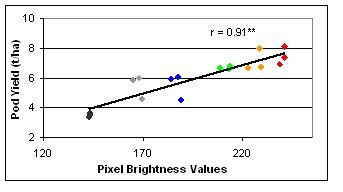Figure 3: Correlation between measured pod yield (t/ha) and corresponding pixel brightness values.