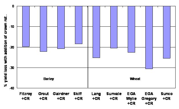 % yield loss by barley and wheat variety