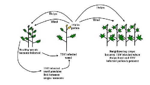 Figure 1: Disease cycle of TSV