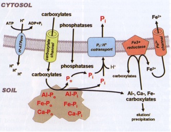 Figure 2.10  Schematic representation of the processes by which plants increase P availability in soil.