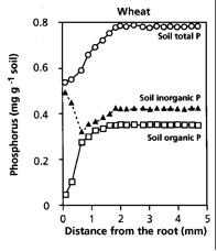 Figure 2.11 (right)  The effect of root action on the concentration of total P, organic P, and inorganic P.