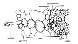 Figure 2.2  Cross section of cells and tissues involved in ion adsorption.  Arrows indicate the direction of ion movement through a selected series of cells.  (from Barber 1995)