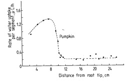 Figure 2.3.  The rate of water uptake at various distances behind the root apex of pumpkin (from Mengel and Kirkby 2001).