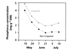Figure 2.7  Phosphorus concentration in shoots of barley grown with and without irrigation (from Lambers et al 2008)