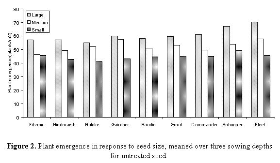 Figure 2. Plant emergence in response to seed size, meaned over three sowing