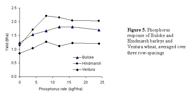 Figure 5. Phosphorus response of Buloke and Hindmarsh barleys and Ventura wheat, averaged over three row-spacings